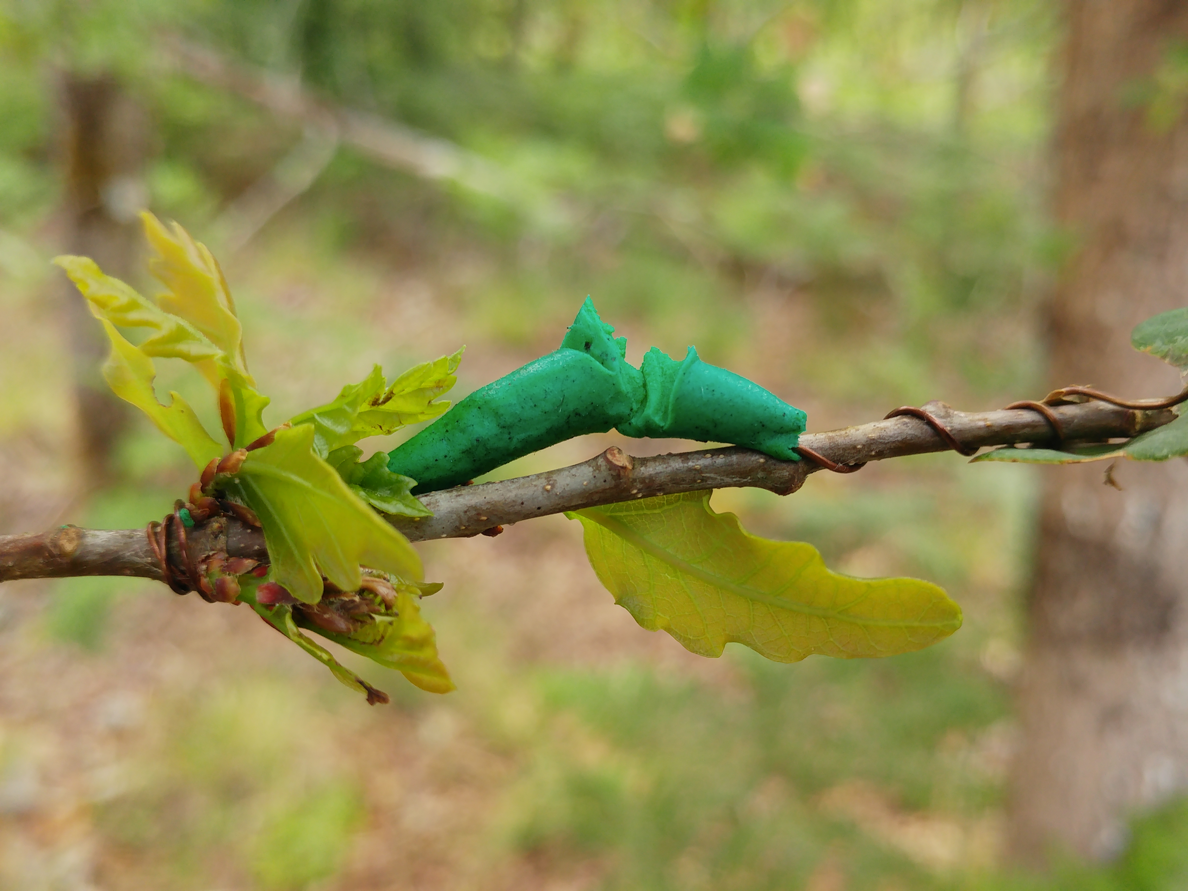 Arbres et Prédateurs