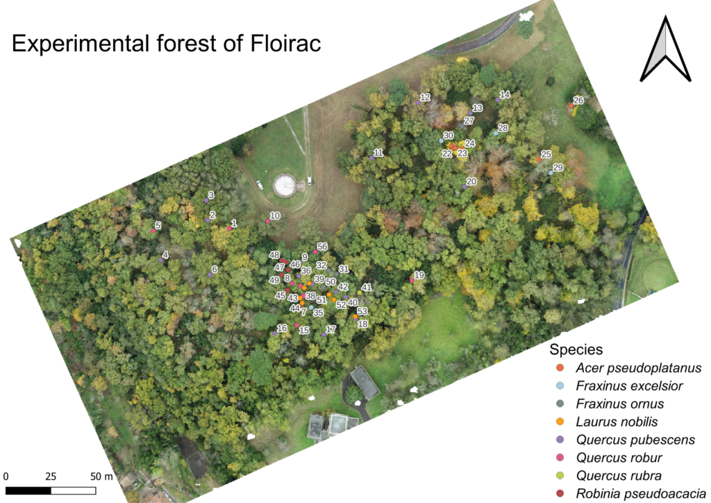 Débourrement et sénescence des arbres