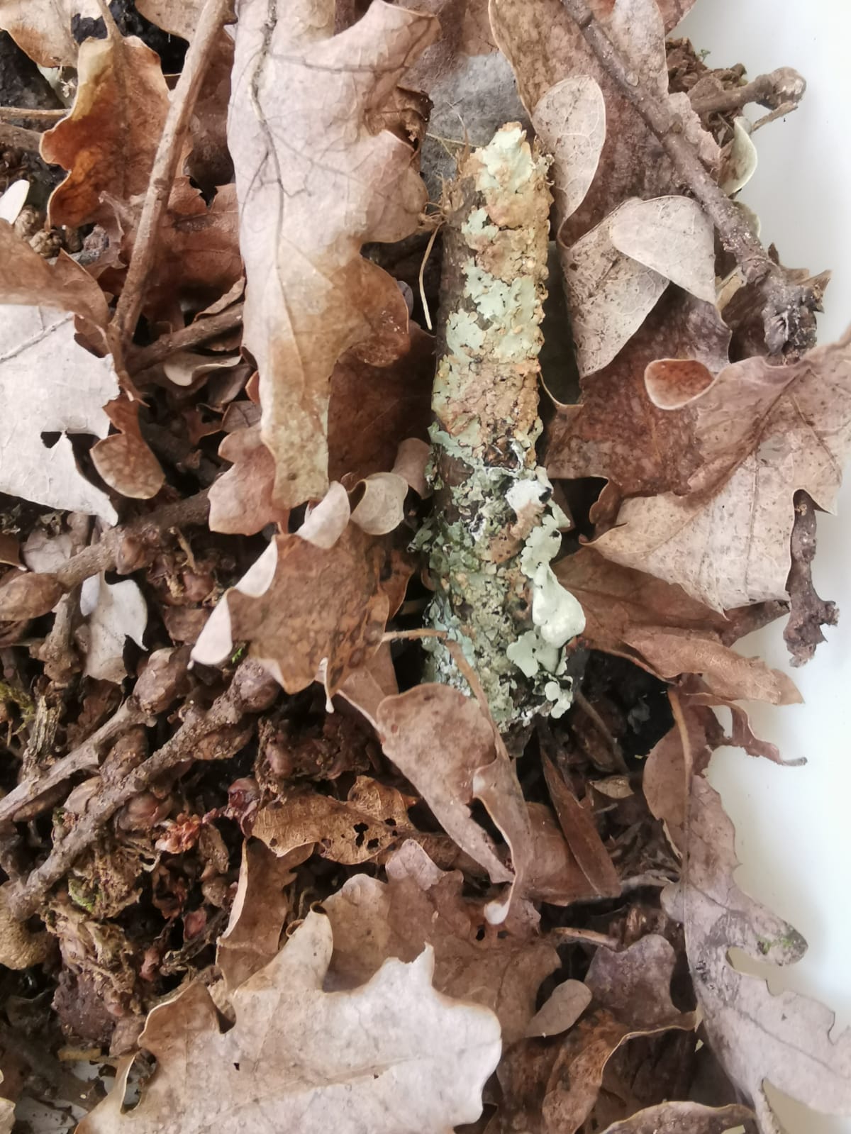 Fructification des chênes